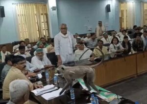 UP: बागपत DM की मीटिंग में लंगूर का ‘कब्जा’, मेज पर बैठा देख सहम गईं अधिकारी, देखिए LIVE वीडियो